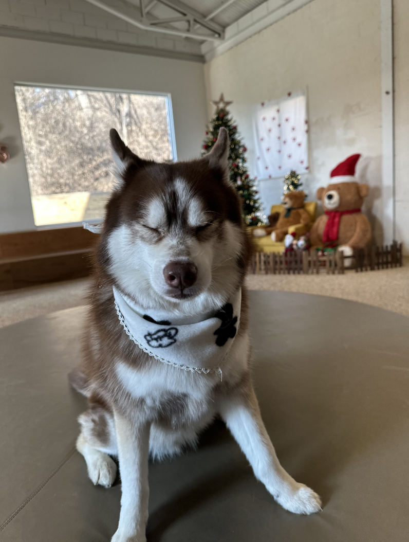 Dog Bandanas - bunny pattern