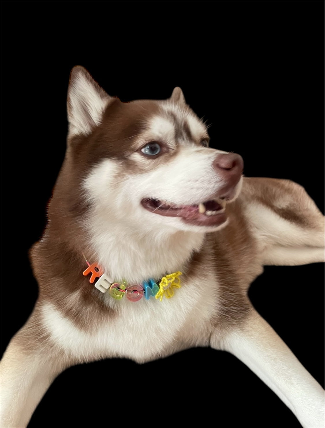 dog bandanas collection for everyday wear